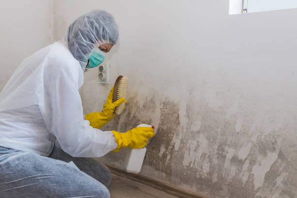 Mold Testing and Removal in Chelsea, AL